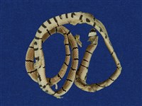 藏品(環紋赤蛇)的圖片